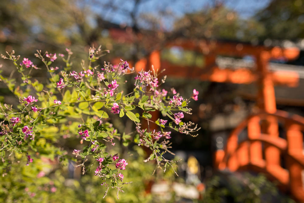 Un automne au Japon (113)