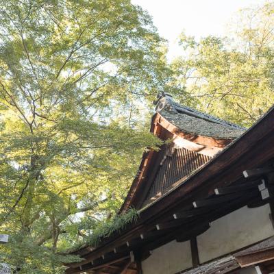 Un automne au Japon (121)