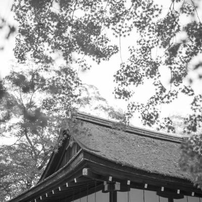 Un automne au Japon (123)