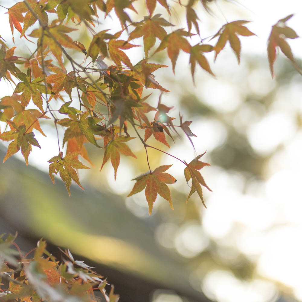 Un automne au Japon (124)