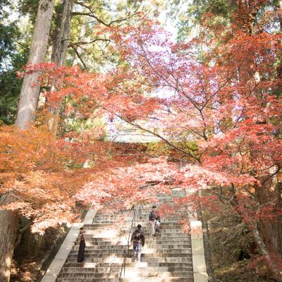 Un automne au Japon (142)