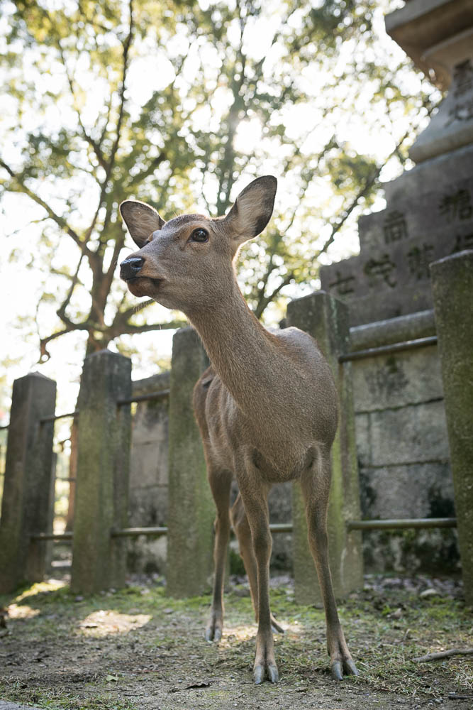 Un automne au Japon (2)