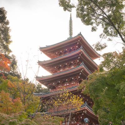 Un automne au Japon (226)