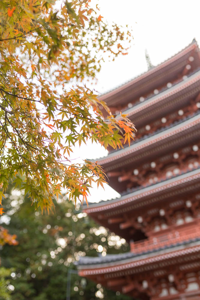 Un automne au Japon (227)