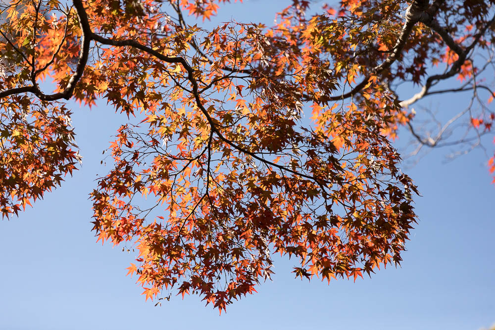 Un automne au Japon (51)