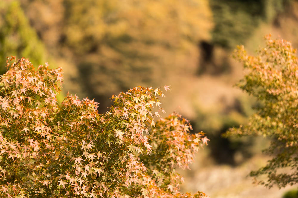 Un automne au Japon (89)